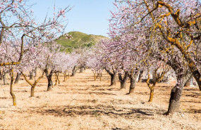 ep archivo   hilera de almendros en flor en torremanzanas