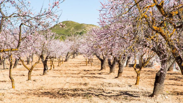 ep archivo   hilera de almendros en flor en torremanzanas