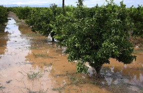 ep archivo   suelos agricolas anegados por las inundaciones de la dana del pasado 29 de octubre en