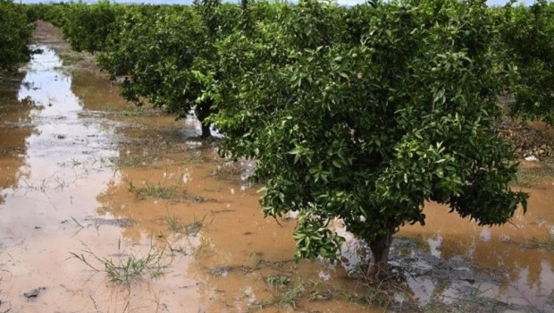 ep archivo suelos agricolas anegados por las inundaciones de la dana del pasado 29 de octubre en ep archivo suelos agricolas anegados por las inundaciones de la dana del pasado 29 de octubre en