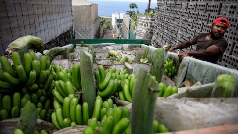 Archivo - Varias piñas de plátanos en un camión | Kike Rincón - Europa Press - Archivo ep archivo varias pinas de platanos en un camion