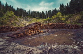 ep deforestacion en un bosque