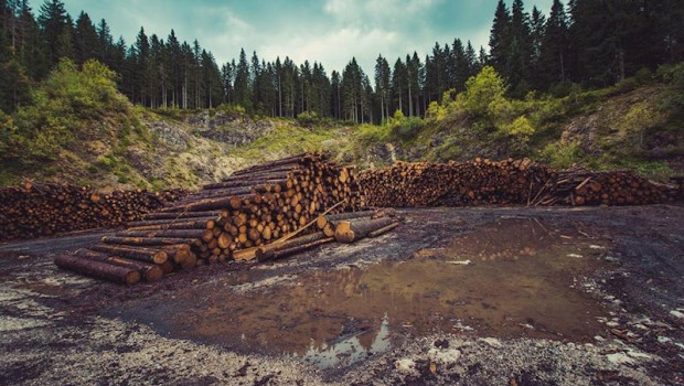 ep deforestacion en un bosque