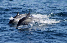 ep delfines en el oceano indico