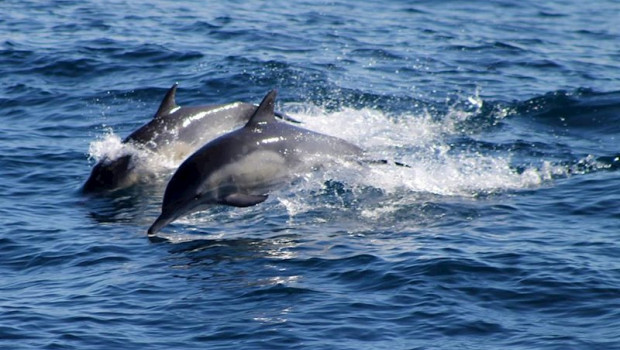 ep delfines en el oceano indico