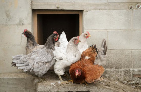 ep gallinas en gallineros en a marina a 9 de noviembre de 2025 en a marina lugo galicia espana se