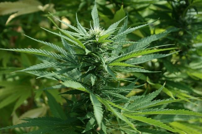 ep marihuana