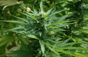 ep marihuana