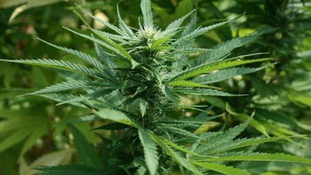 ep marihuana