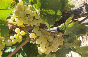 ep recogida de la uva en vendimia de bodega pirineos