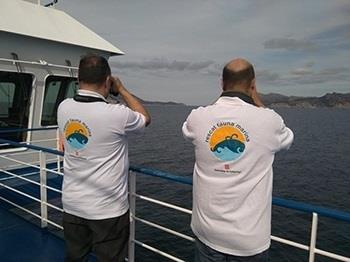 Técnicos avistan cetáceos en el Mediterráneo | GOVERN ep tecnicos avistan cetaceosmediterraneo