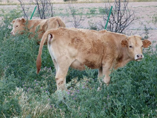 Terneros, terneras, carne de ternera, ganado vacuno, bovino | EUROPA PRESS ep terneros terneras carneternera ganado vacuno bovino