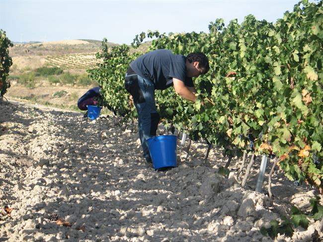 Vendimia en rioja alavesa | NEIKER TECNALIA ep vendimiarioja alavesa