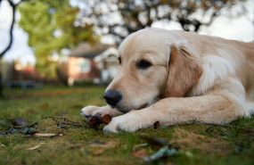 pexels barnabas davoti 8842195 