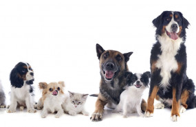 1568983465 hospital veterinario madrid sur