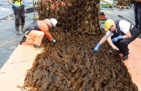 ep amazon logra la primera cosecha de la granja de algas en el mar del norte