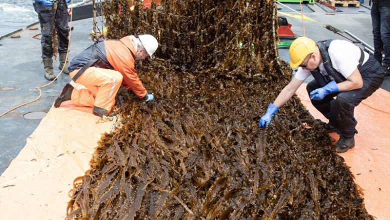 ep amazon logra la primera cosecha de la granja de algas en el mar del norte