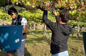 ep archivo   recogida de la uva en la campana de la vendimia