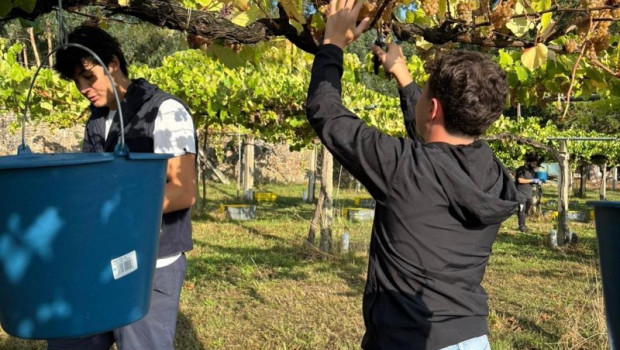 ep archivo   recogida de la uva en la campana de la vendimia