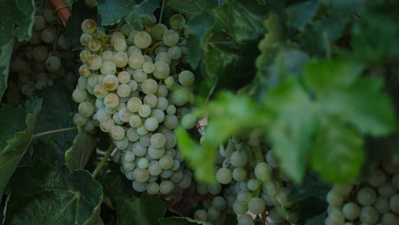 ep archivo un racimo de uvas durante la vendimia de la uva sauvignon blanc a 25 de agosto de 2022 ep archivo un racimo de uvas durante la vendimia de la uva sauvignon blanc a 25 de agosto de 2022