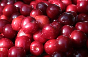 ep arranca la certificacion de las picotas de la dop cereza del jerte con una prevision de 3000