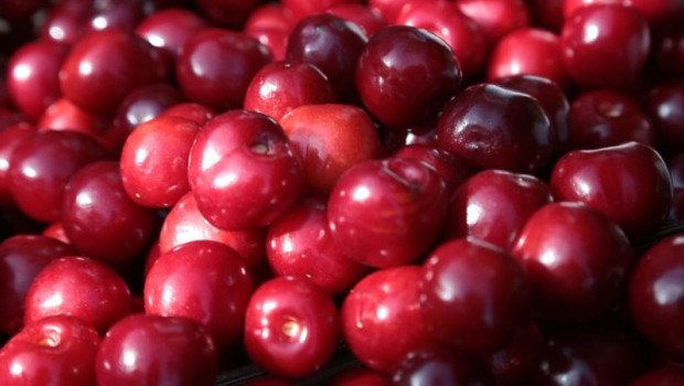 ep arranca la certificacion de las picotas de la dop cereza del jerte con una prevision de 3000