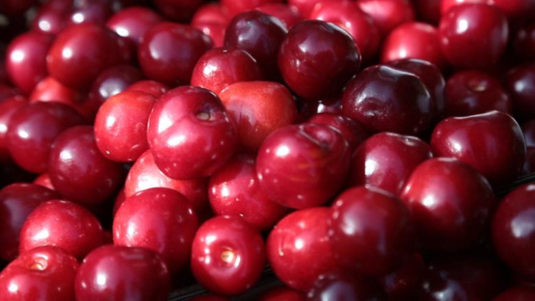 Arranca la certificación de las picotas de la DOP Cereza del Jerte con una previsión de 3.000 toneladas | Denominación de Origen Protegida Cereza del Jerte ep arranca la certificacion de las picotas de la dop cereza del jerte con una prevision de 3000