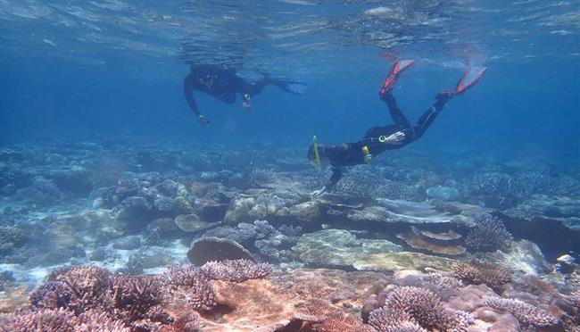 Arrecife de coral en las Islas Palau | HELIOS MARTINEZ - Archivo ep arrecifecorallas islas palau
