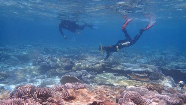 ep arrecifecorallas islas palau