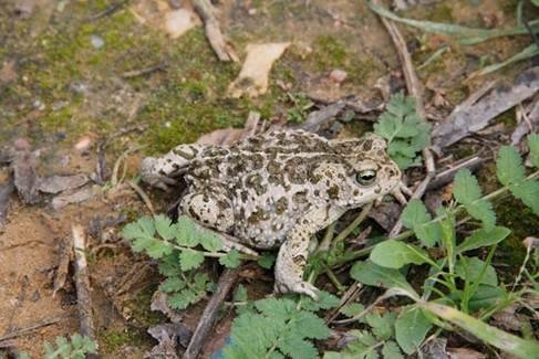 ep ejemplar de sapo corredor epidalea calamita