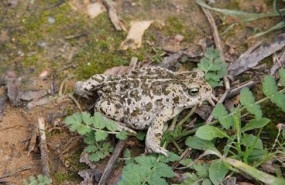 ep ejemplar de sapo corredor epidalea calamita