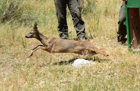 ep nuevo ejemplar de corzo andaluz liberado en la sierra de huetor