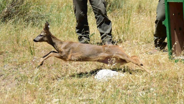 ep nuevo ejemplar de corzo andaluz liberado en la sierra de huetor