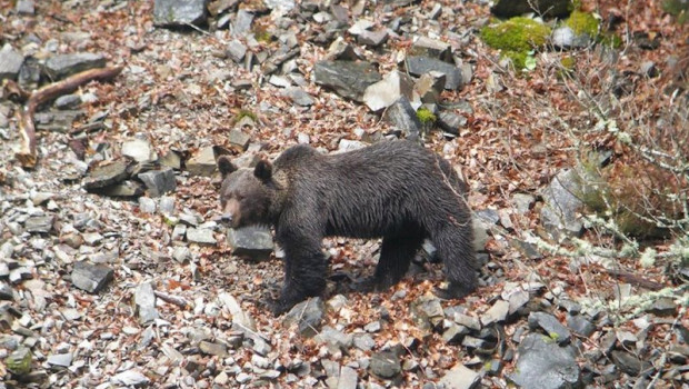 ep oso pardo cantabrico fundacion oso pardo