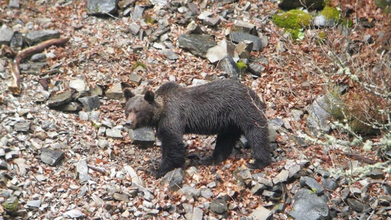 ep oso pardo cantabrico fundacion oso pardo