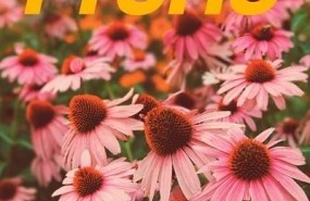 ep tycho