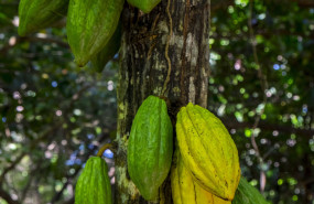 cacao paccari 2 cacao paccari 2