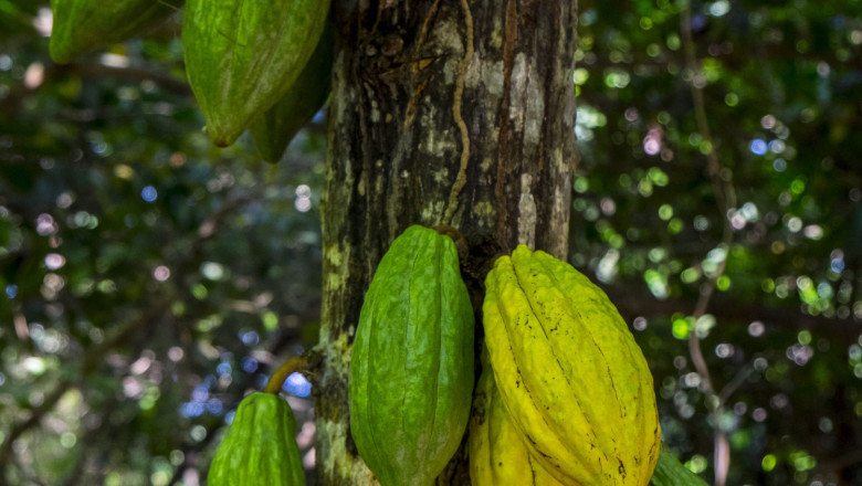 cacao paccari 2 