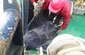 ep la flota atunera espanola devuelvemar especiesobjetivo