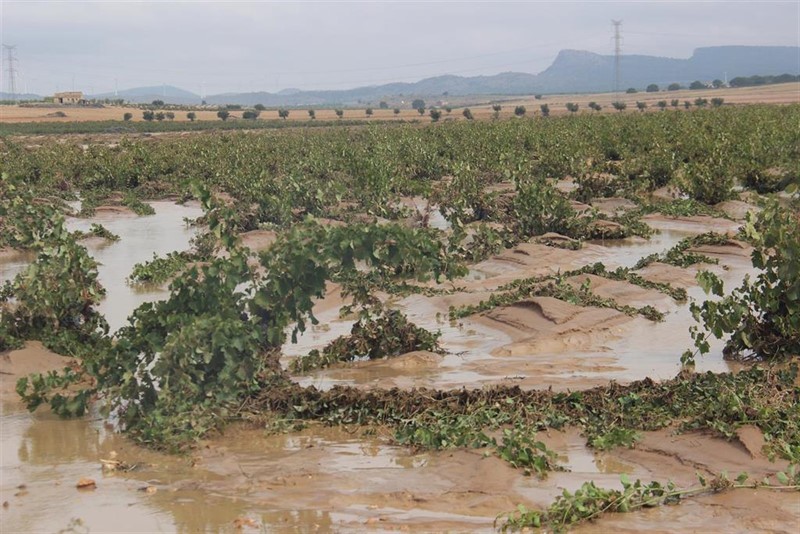 ep lluvias dana en el campo jumilla