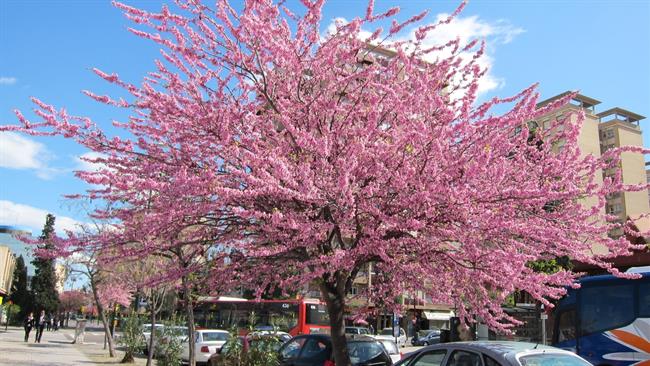 ep primavera