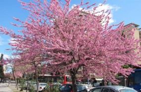 ep primavera