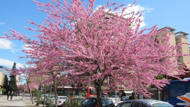 ep primavera