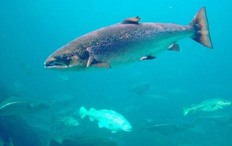 Salmón atlántico (`Salmo salar`) en aguas noruegas | HANS-PETER FJELD ep salmon atlantico salmo salar en aguas noruegas