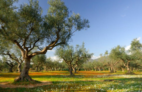 1609326620 artolio olive