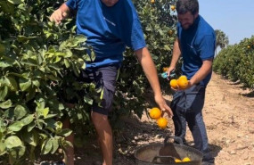 1653473814 trabajadores recogiendo las naranjasjpg