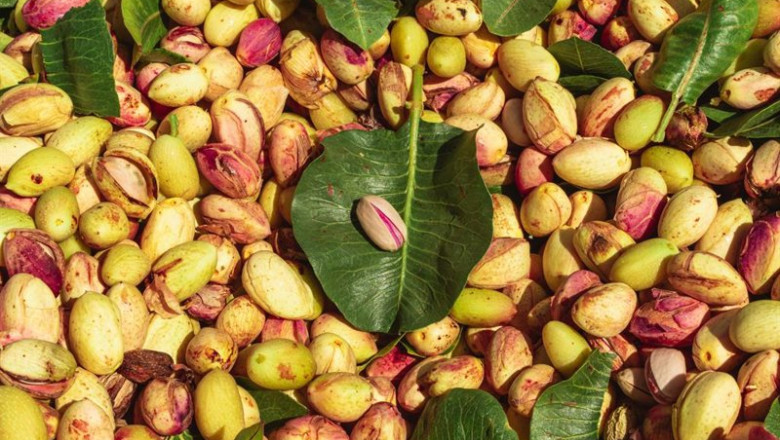 Archivo - Pistachos. | AGROPTIMUM - Archivo ep archivo pistachos
