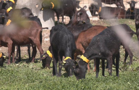 ep archivo   vacas en una explotacion ganadera aragonesa