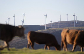 ep archivo   varias vacas caminan frente a aerogeneradores en el parque eolico de montouto de la