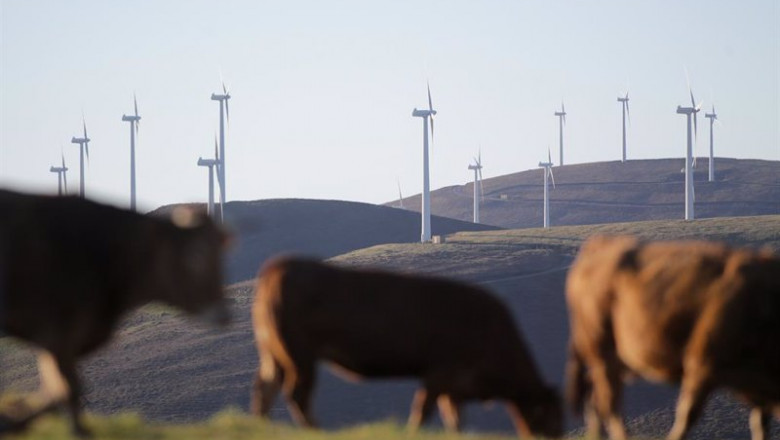 ep archivo   varias vacas caminan frente a aerogeneradores en el parque eolico de montouto de la